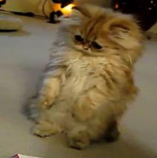 貓霸寵物帝國寵物店