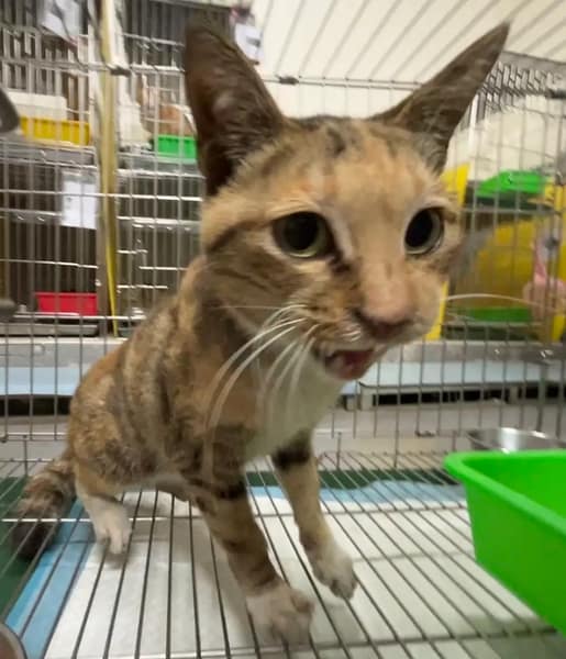 【待認養】混種貓 貓 (女生) - 新北市五股區公立動物之家