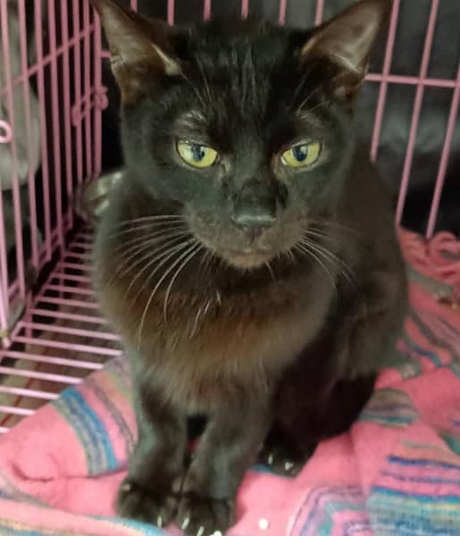 【待認養】混種貓 貓 (男生) - 新北市淡水區公立動物之家