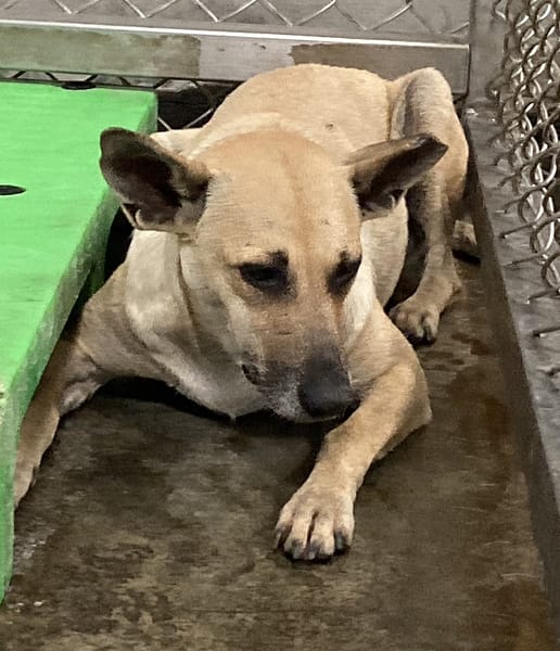 【待認養】混種犬 狗 (女生) - 臺東縣動物收容中心