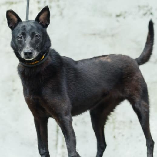【待認養】混種犬 狗 (男生) - 新北市五股區公立動物之家