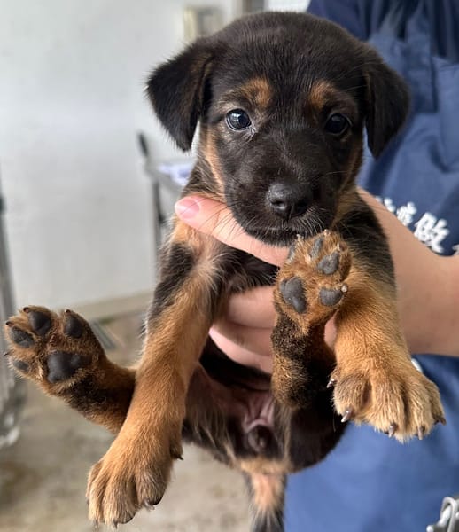 【待認養】混種犬 狗 (女生) - 花蓮縣狗貓躍動園區