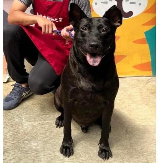 【待認養】混種犬 狗 (男生) - 新北市新店區公立動物之家