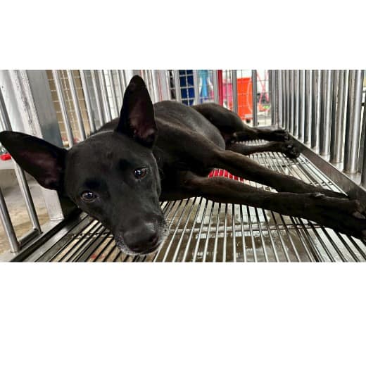 【待認養】混種犬 狗 (男生) - 花蓮縣狗貓躍動園區