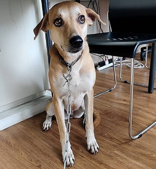 【待認養】混種犬 狗 (女生) - 嘉義市動物保護教育園區