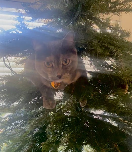 浪花寵藝工作室