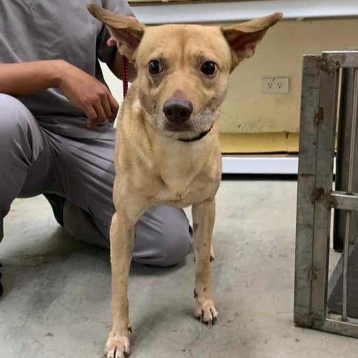 【待認養】混種犬 狗 (男生) - 臺北市動物之家