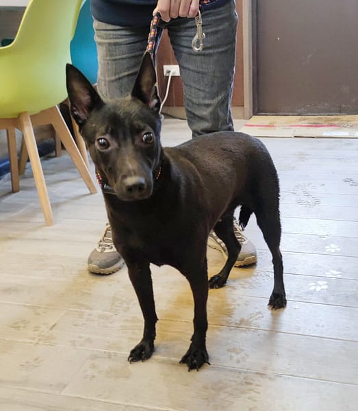 【待認養】混種犬 狗 (女生) - 新北市中和區公立動物之家
