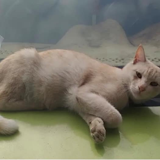 【急尋】混種貓 - 桃園市新屋區清華里北勢116鄰41-20號 (奶油色)