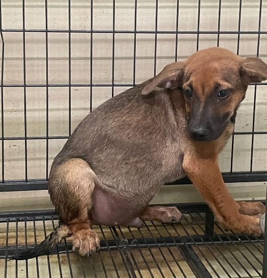 【待認養】混種犬 狗 (男生) - 嘉義市動物保護教育園區