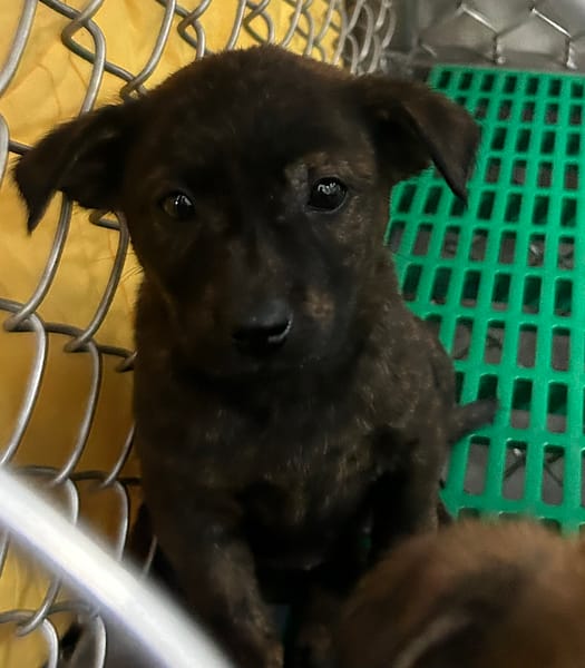 【待認養】混種犬 狗 (女生) - 臺東縣動物收容中心