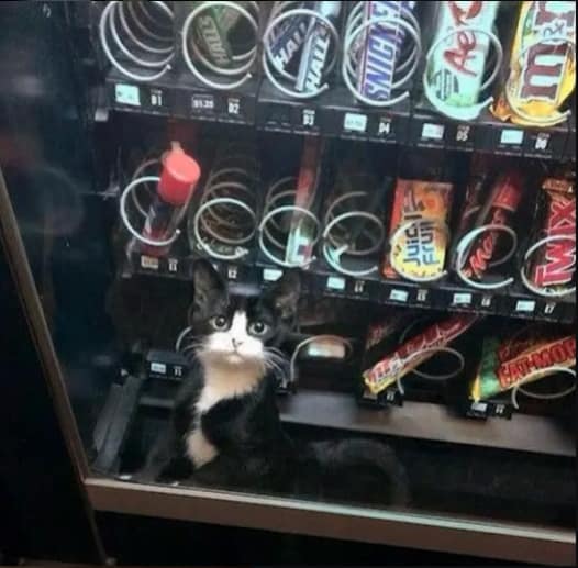 偶然貓舍