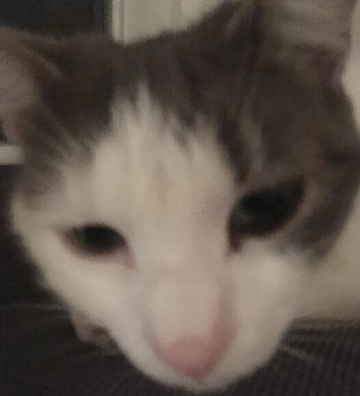 樂緻寵物美容生活館