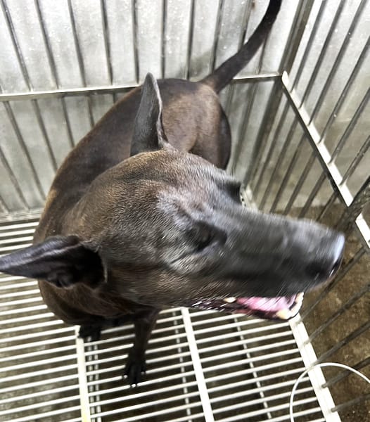 【待認養】混種犬 狗 (男生) - 基隆市寵物銀行