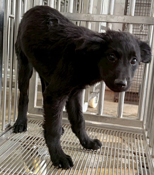 【待認養】混種犬 狗 (女生) - 花蓮縣狗貓躍動園區