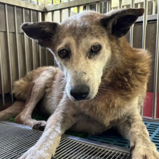 【待認養】混種犬 狗 (女生) - 新北市五股區公立動物之家