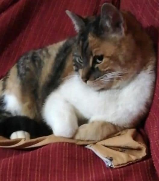 皮卡丘寵物美容店