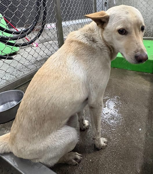 【待認養】混種犬 狗 (女生) - 臺東縣動物收容中心