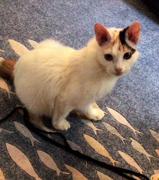 欣薇達寵物精品沙龍