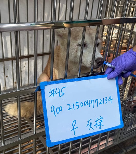 【待認養】哈士奇(西伯利亞雪橇犬) 狗 (女生) - 臺南市動物之家善化站