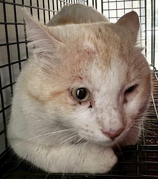 【待認養】混種貓 貓 (男生) - 花蓮縣狗貓躍動園區