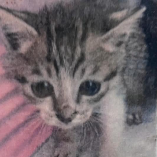 【待認養】混種貓 貓 (男生) - 新北市新店區公立動物之家