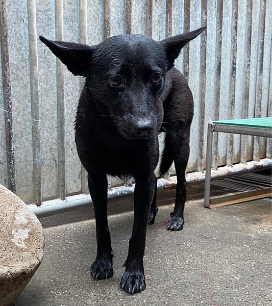 【待認養】混種犬 狗 (女生) - 彰化縣流浪狗中途之家