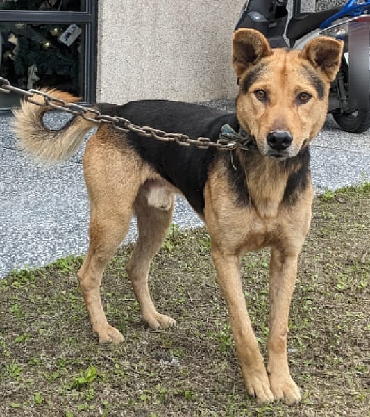 【待認養】混種犬 狗 (男生) - 花蓮縣狗貓躍動園區