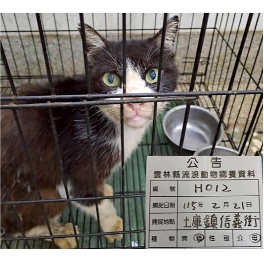 【待認養】混種貓 貓 (女生) - 雲林縣流浪動物收容所