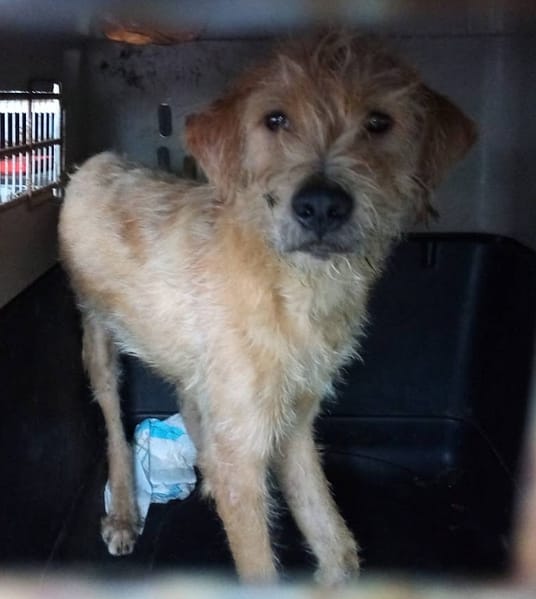 【待認養】混種犬 狗 (男生) - 新北市五股區公立動物之家