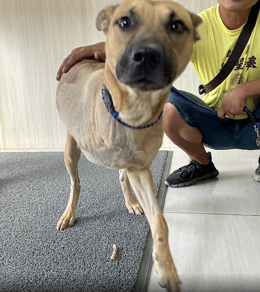 【待認養】混種犬 狗 (男生) - 嘉義市動物保護教育園區