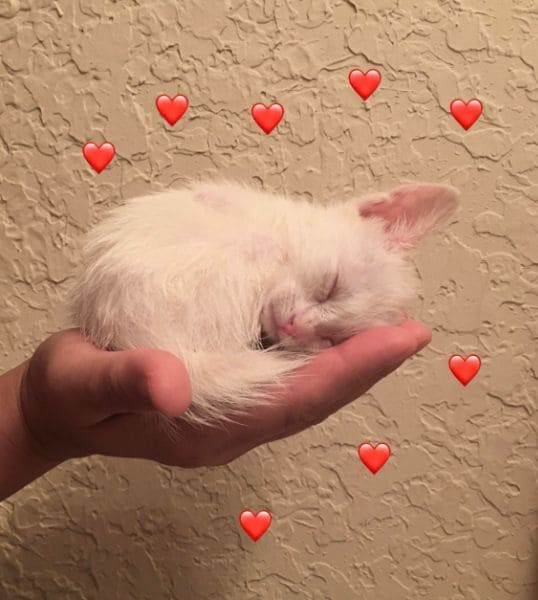 東森寵物雲股份有限公司楠梓藍昌分公司