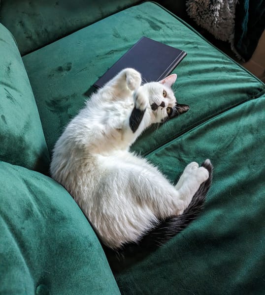 麥可寵物專業基地屏東所(貓)