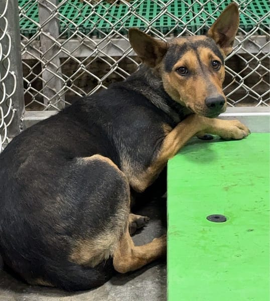 【待認養】混種犬 狗 (女生) - 臺東縣動物收容中心