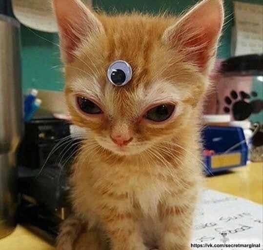 東森寵物雲股份有限公司前鎮瑞隆分公司