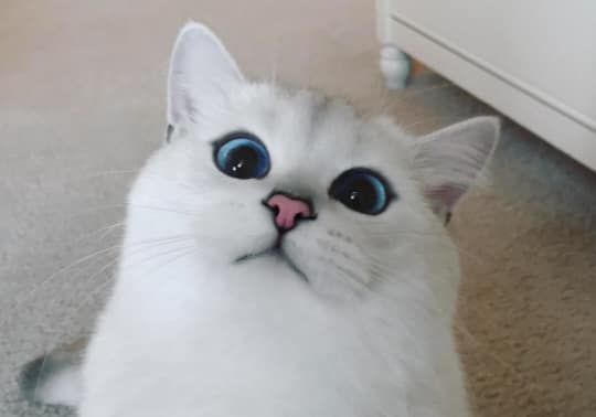 瓦茲貓咪咖啡廳