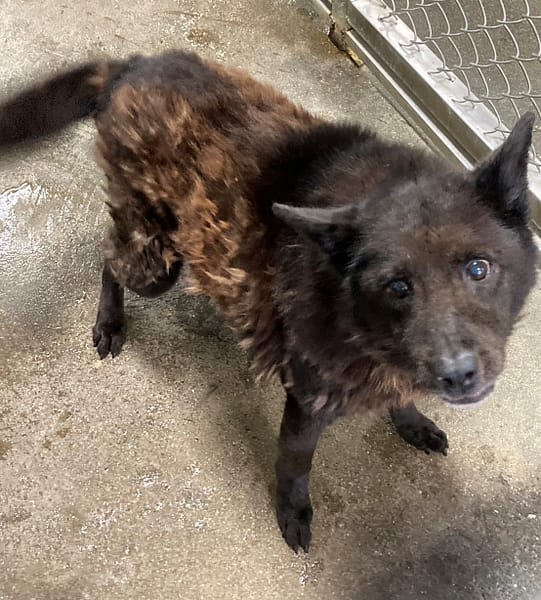 【待認養】混種犬 狗 (男生) - 臺東縣動物收容中心