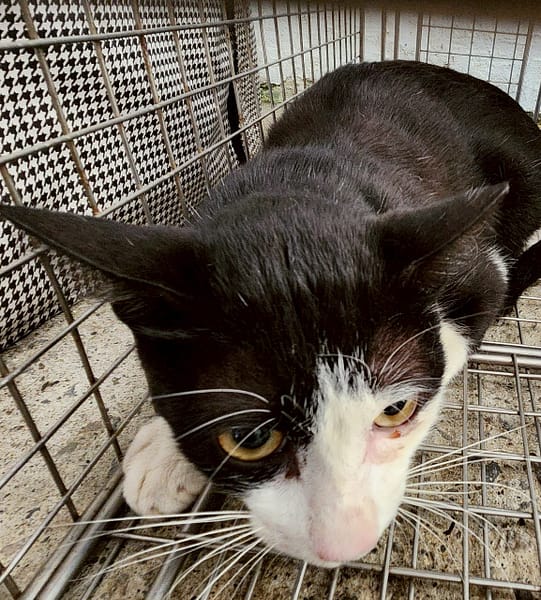 【待認養】混種貓 貓 (女生) - 新北市三芝區公立動物之家