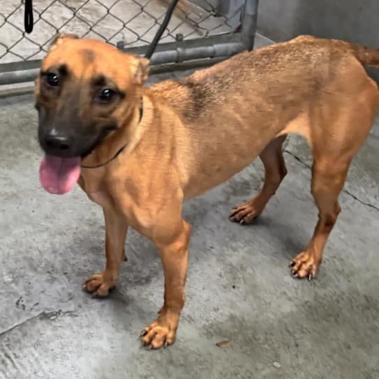 【待認養】混種犬 狗 (女生) - 新北市五股區公立動物之家