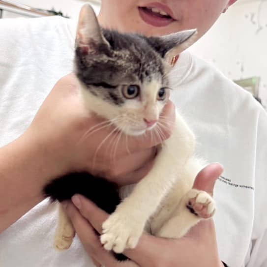 【待認養】混種貓 貓 (女生) - 新北市新店區公立動物之家