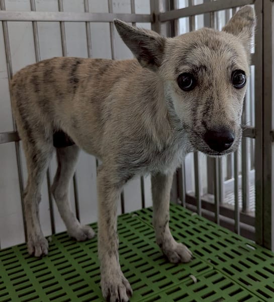 【待認養】混種犬 狗 (女生) - 花蓮縣狗貓躍動園區