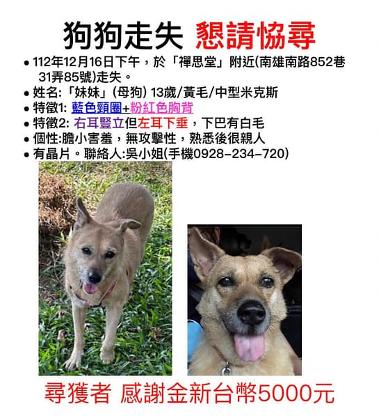 【急尋】混種犬 - 台南市關廟區南雄南路852巷31弄85號 (黃)