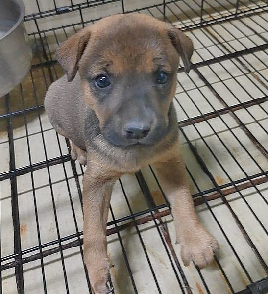 【待認養】混種犬 狗 (女生) - 嘉義市動物保護教育園區