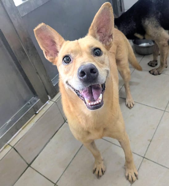 【待認養】混種犬 狗 (女生) - 新竹縣動物保護教育園區