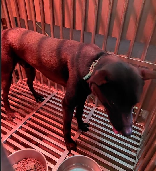 【待認養】混種犬 狗 (男生) - 新北市五股區公立動物之家