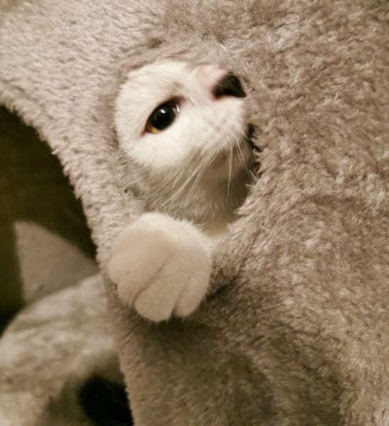 蘋果犬舍