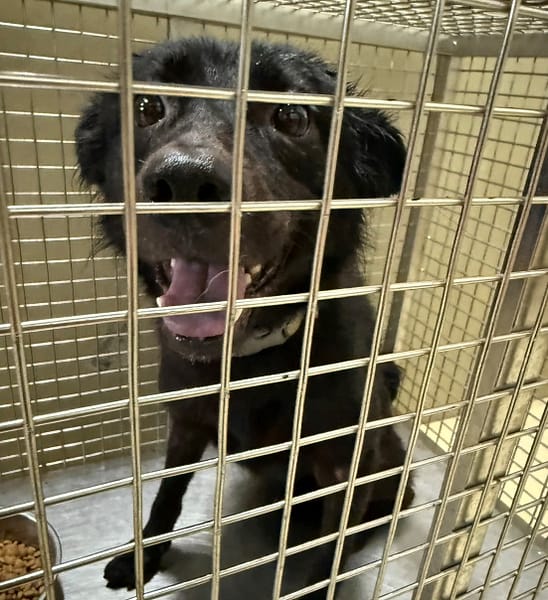 【待認養】混種犬 狗 (女生) - 嘉義市動物保護教育園區