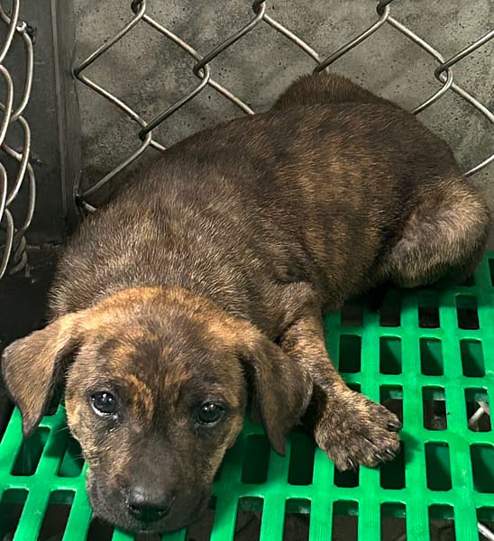 【待認養】混種犬 狗 (女生) - 臺東縣動物收容中心