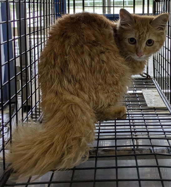 【待認養】混種貓 貓 (女生) - 花蓮縣狗貓躍動園區