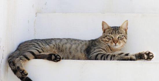 禾蕎貓旅有限公司